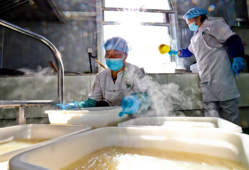 甘肅張掖 粉皮面筋走俏市場，農副產品銷售新引擎