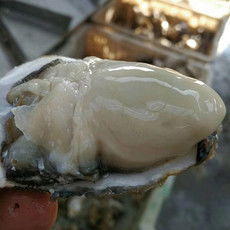 郵樂網(wǎng)海鮮水產全品類采購指南 報價、圖片與農副產品一站式購齊